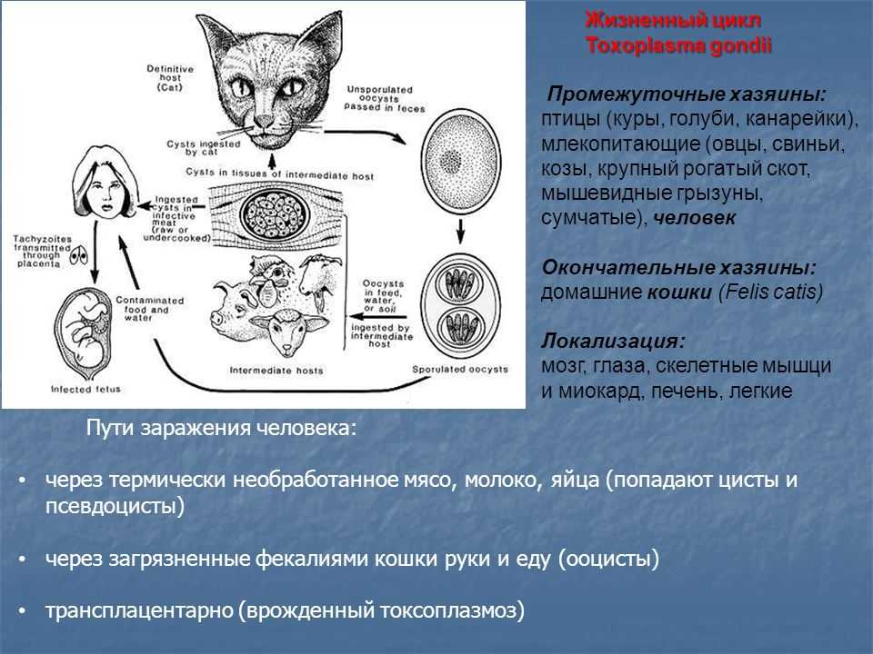 Как спариваются кошки: порядок случки, первая развязка, помощь владельца - блог о животных - zoo-pet.ru
