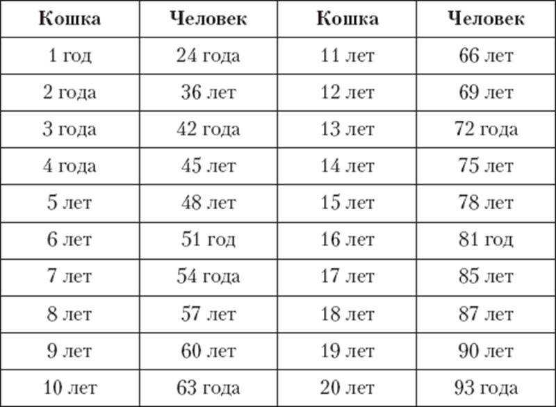 ᐉ как определить возраст котенка? - ➡ motildazoo.ru