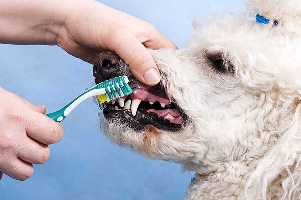 Как выполнить чистку зубов собаке в домашних условиях и какие средства, кроме зубной щетки и пасты для этого нужны