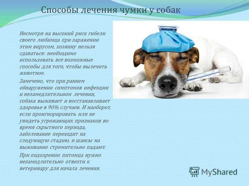 Чумка у собак, причины появления, симптомы и лечение | блог ветклиники "беланта"