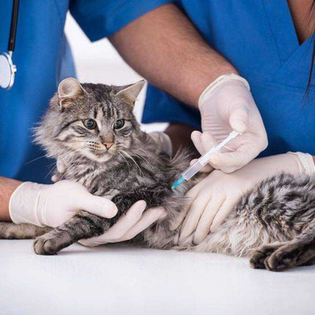 Как происходит усыпление кошек при тяжёлых неизлечимых болезнях