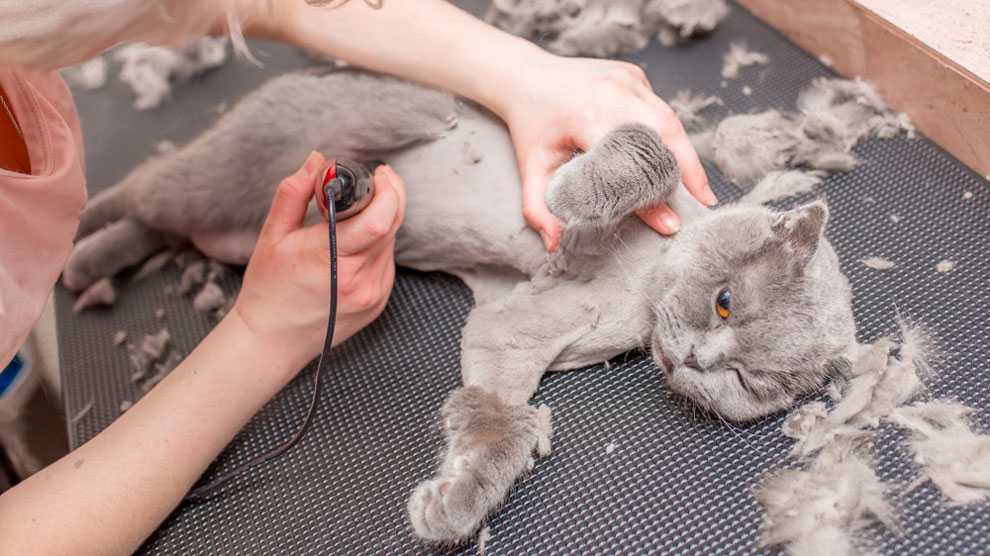 Как подстричь кошку в домашних условиях