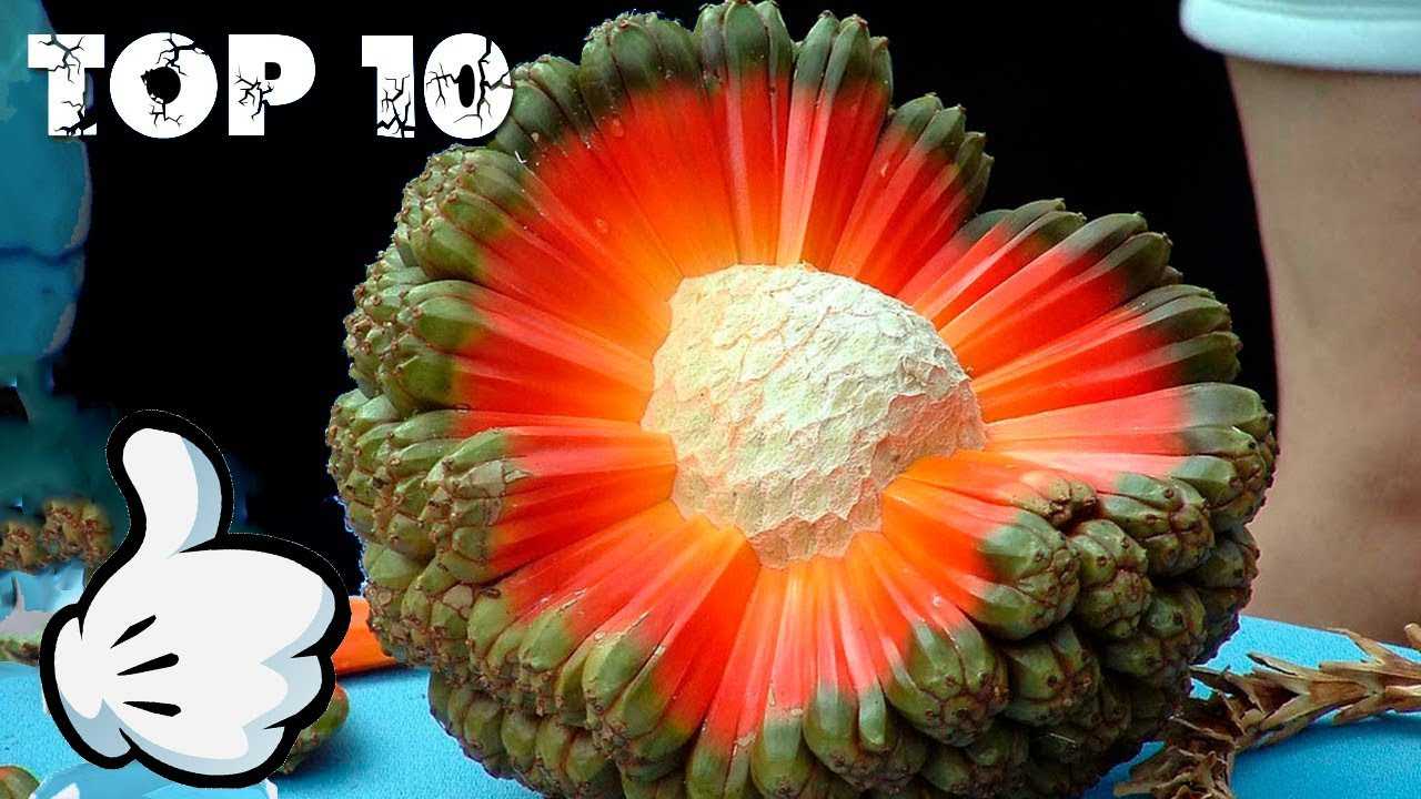 Фрукты на вес золота 🌴 – шутка природы или дело рук человека 🌞