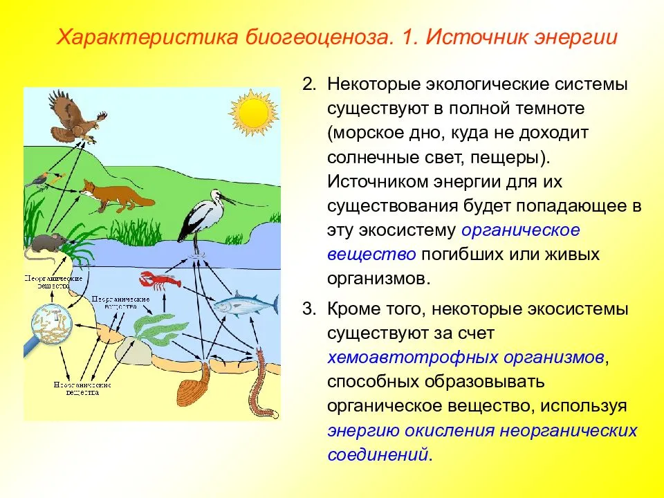 Экологические системы презентация