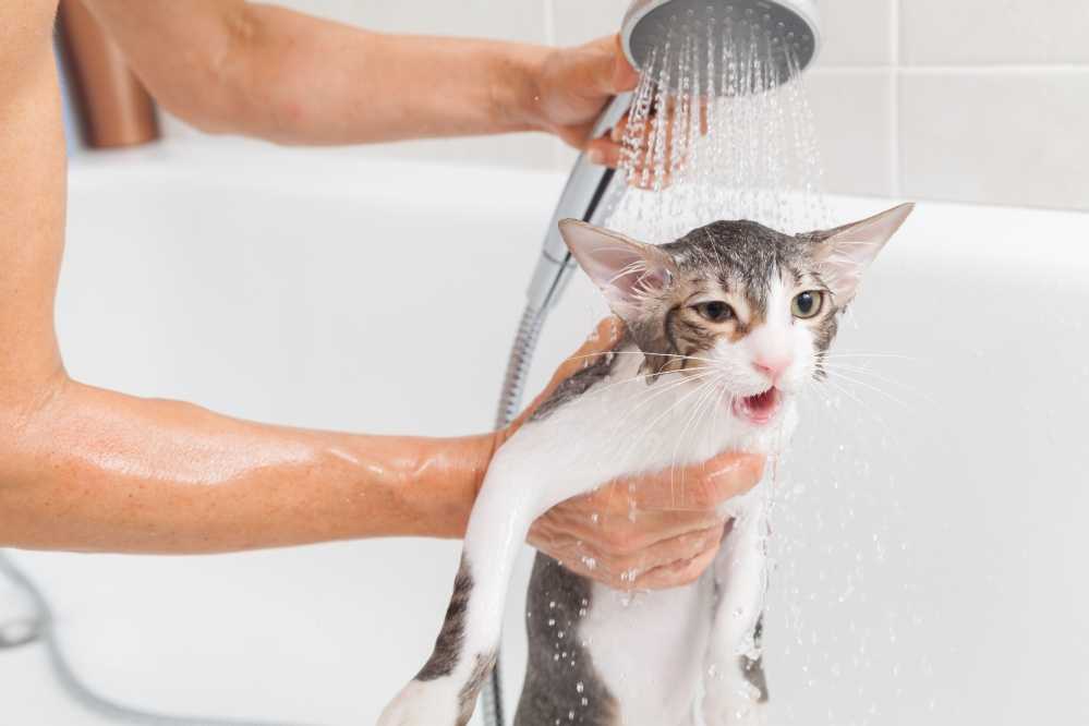 Как помыть кота в ванне без царапин и ссадин