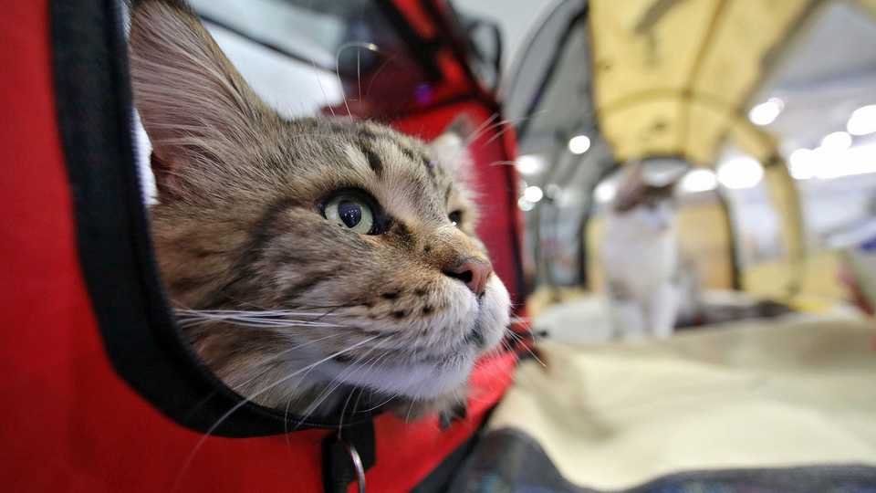 Транспортировка кошек