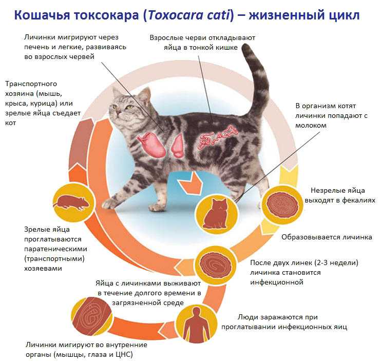 Течка у кошек: фазы полового цикла