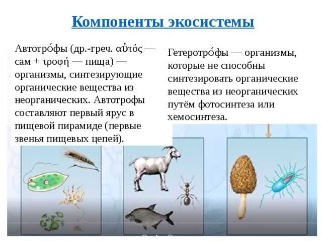 Гетеротрофы - организмы, питание и виды, общее описание