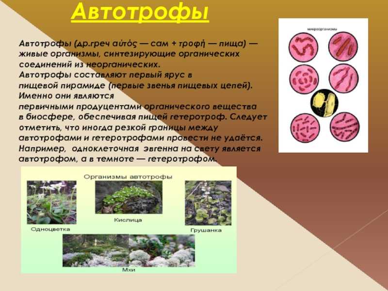 Автотрофы и гетеротрофы - классификация, условия и источники питания