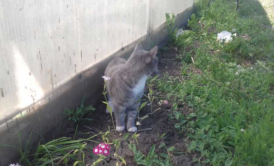 Как избавится от кошки гуманным способом | catstreet.ru