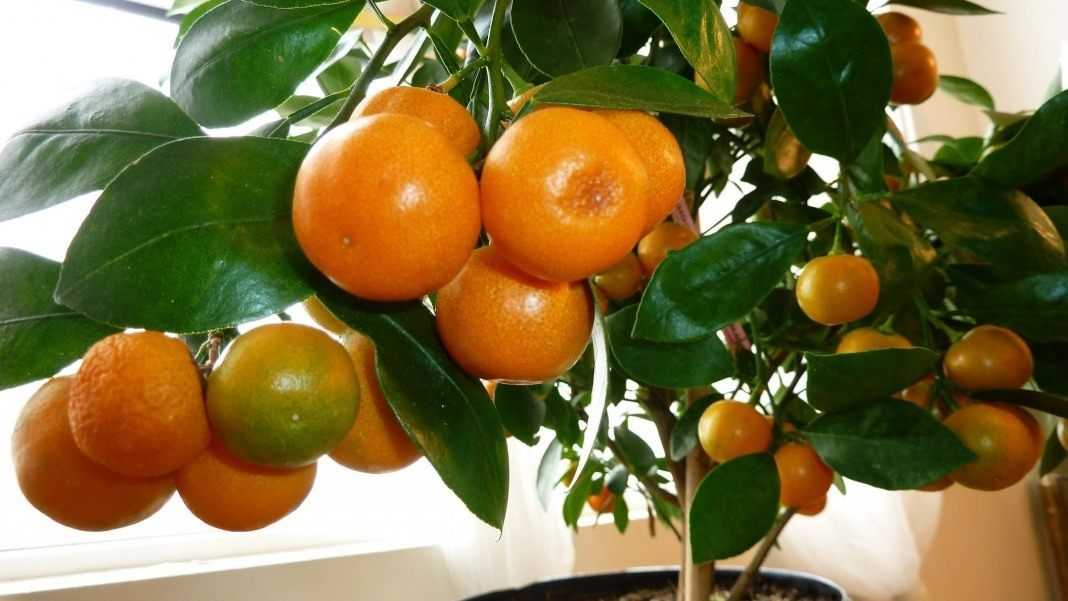 Уход за мандариновым деревом в домашних условиях — life-sup.ru