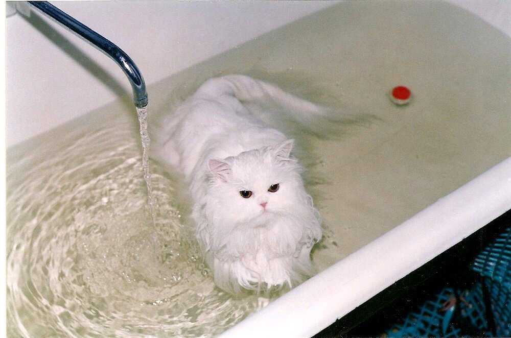 Как помыть кота, если он боится воды: рекомендации и советы