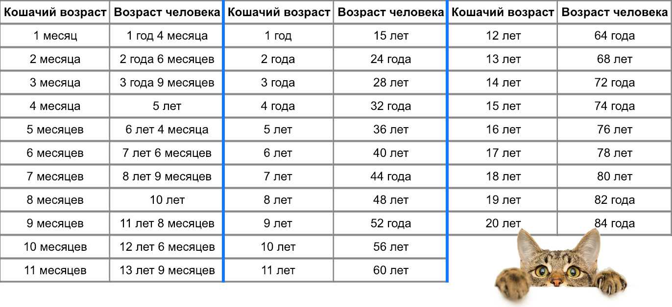 Как посчитать возраст кошки на человеческий, за сколько идет год у кота, как рассчитать самостоятельно - блог о животных - zoo-pet.ru