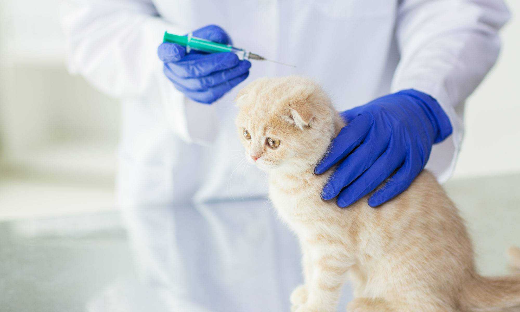 Виды и методы стерилизации кошек