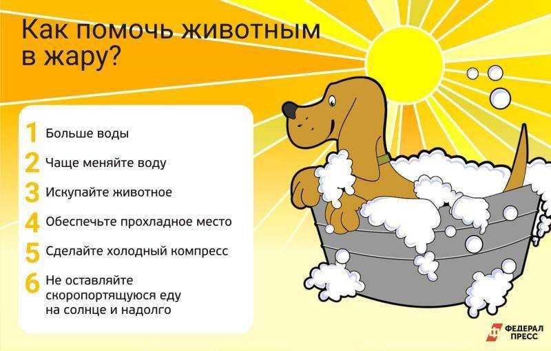 ᐉ как помочь кошке в жару? - ➡ motildazoo.ru