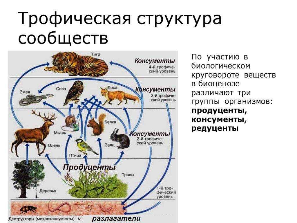 Биоценоз леса пример. Трофическая структура биоценоза. Трофические уровни.. Пищевая трофическая структура биоценоза. Структура экосистемы трофическая структура. Трофическая структура сообщества это в биологии.
