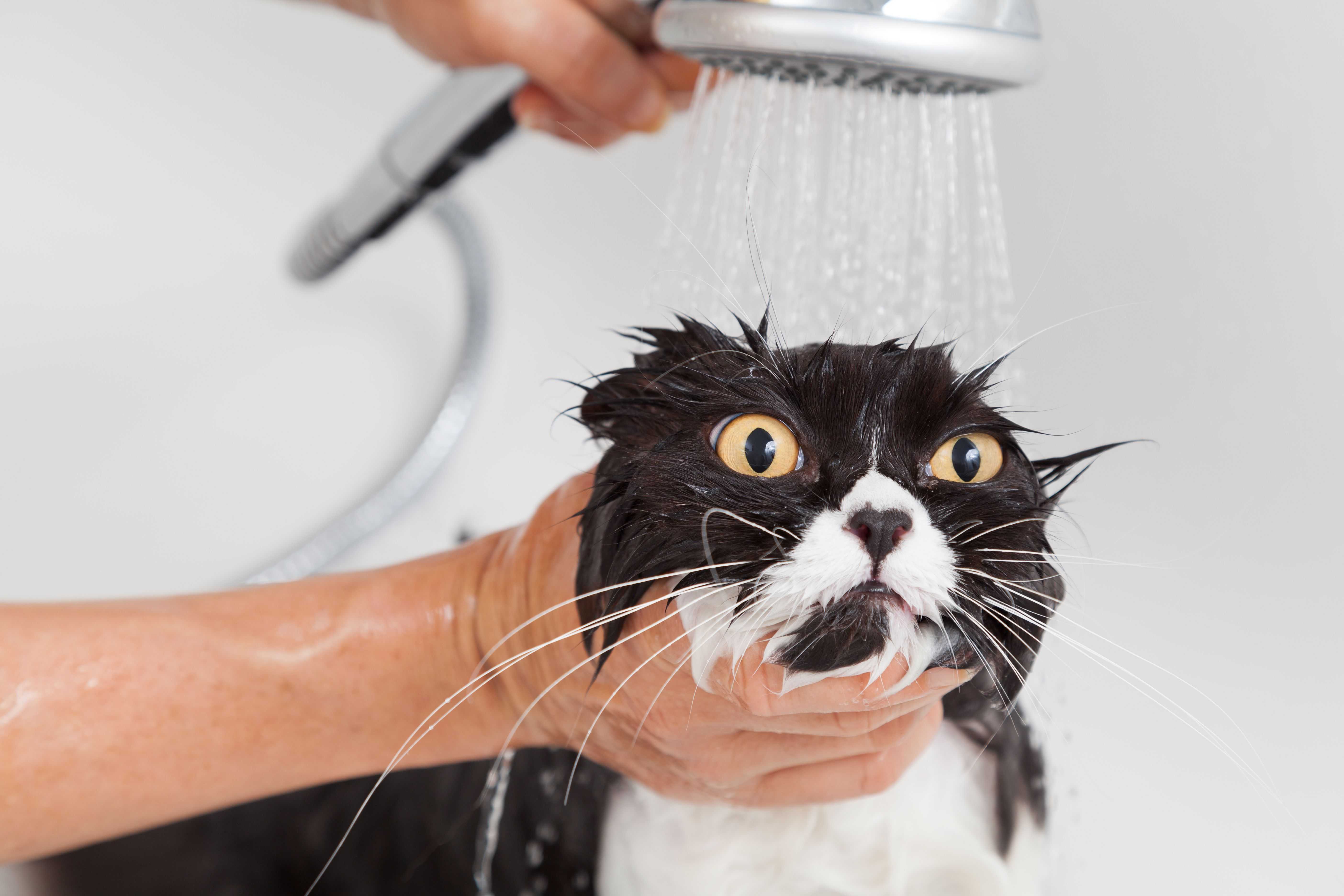 Как помыть кота | блог ветклиники "беланта"
