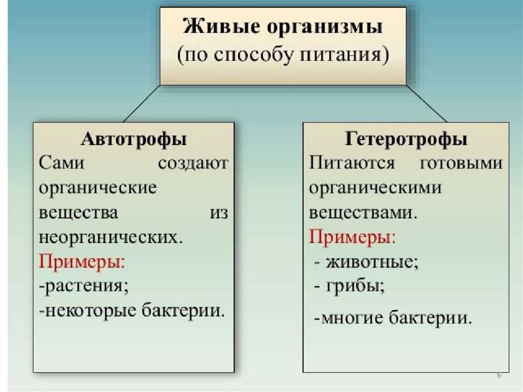 Автотрофы – кто это такие простым языком и что про них надо знать