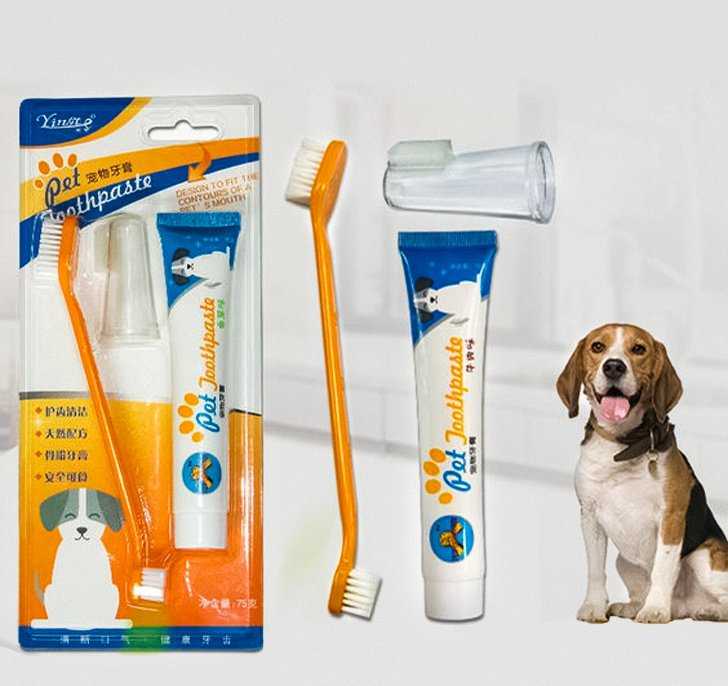 Как чистить зубы собаке: выбор щетки, пасты и пошаговая инструкция