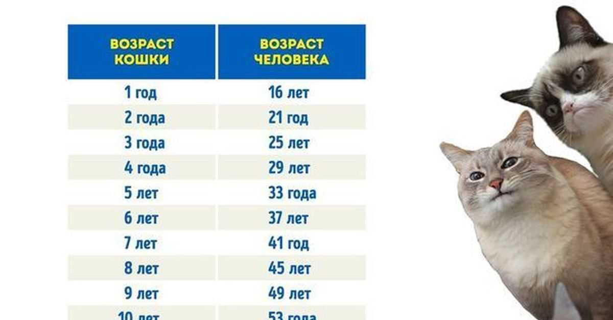 Как самостоятельно определить возраст котенка?