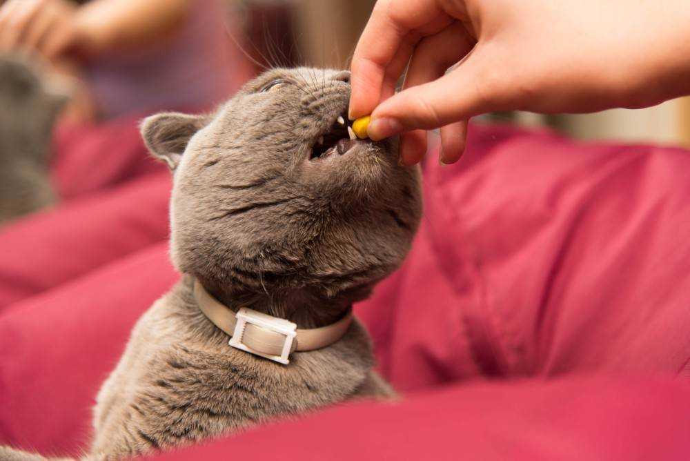 Как дать лекарство кошке, собаке и прочим животным