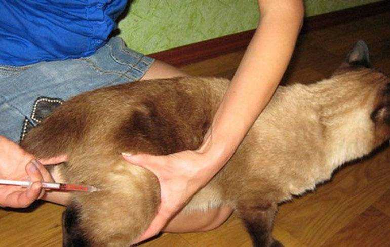 Как сделать укол кошке: внутримышечно, в бедро, холку, подкожно, самостоятельно, в домашних условиях