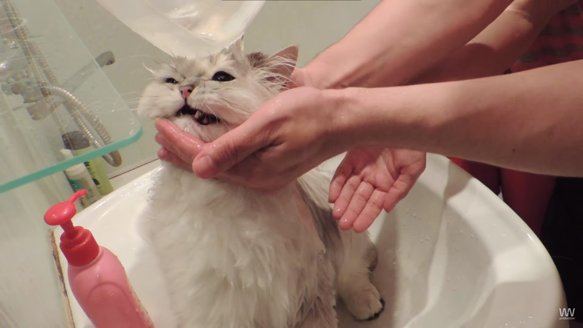 Как помыть кота