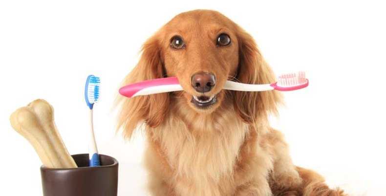 Как чистить зубы собаке в домашних условиях - можно ли использовать обычную зубную пасту, как часто это делать и как приучить животное