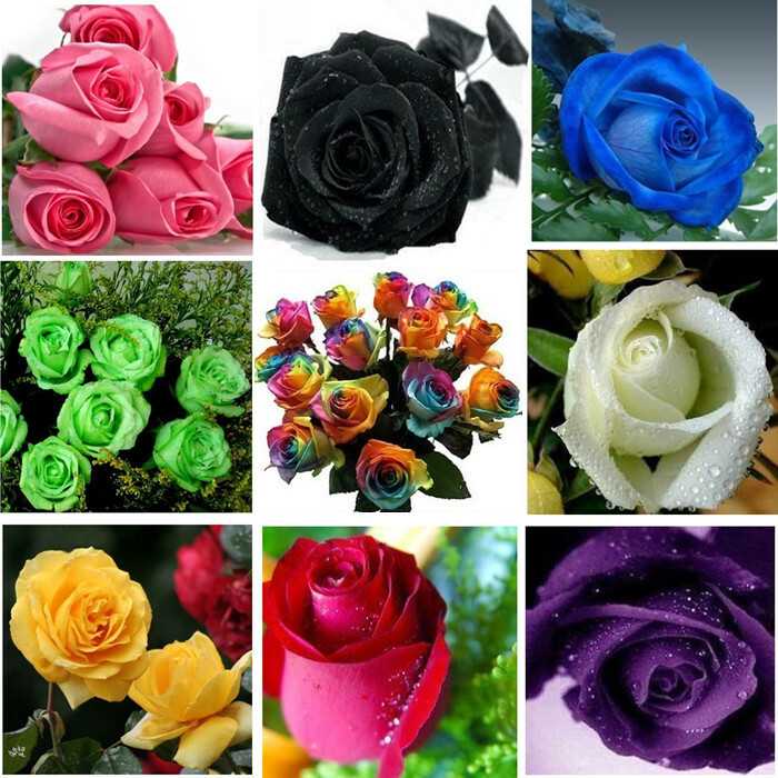 Магические свойства розы: значение цвета и количества роз в букете