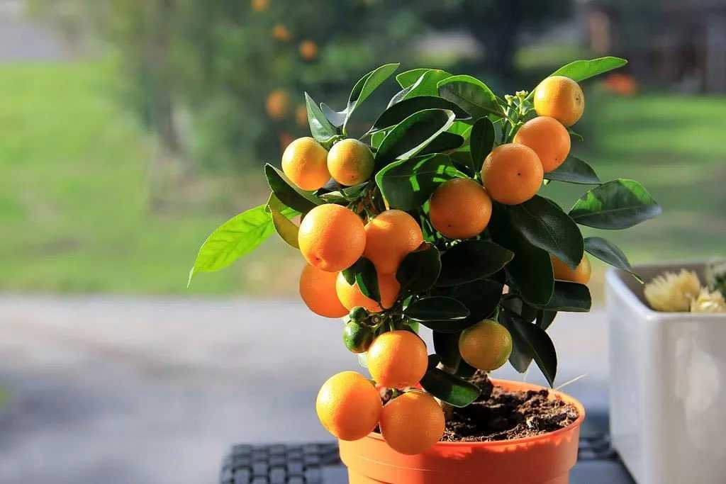 Как вырастить мандарин из косточки совими руками в домашних условиях?