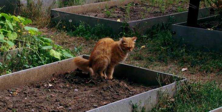 Как отвадить котов со двора частного дома подручными средствами