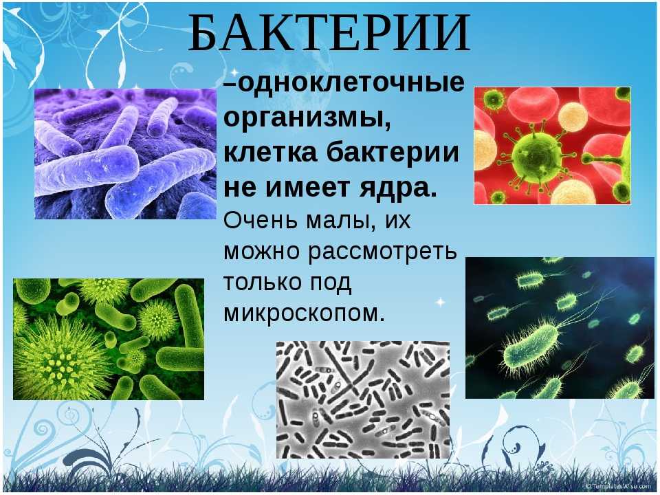 Сообщение по биологии бактерии. Биология 5 класс микроорганизмы бактерии. Одноклеточные бактерии 5 класс биология. Бактерии одноклеточные организмы не имеющие ядра. Презентация по биологии бактерии.