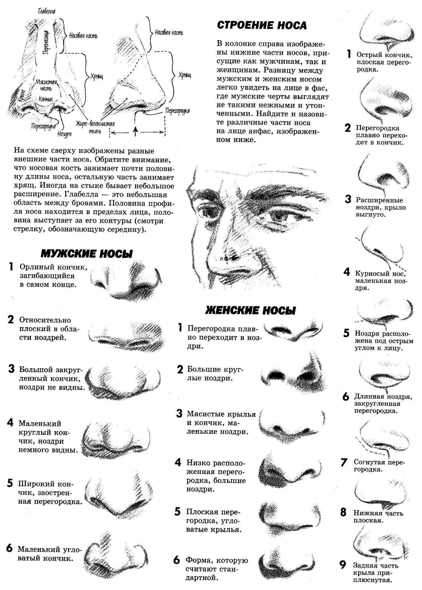 Как определить характер по форме носа?