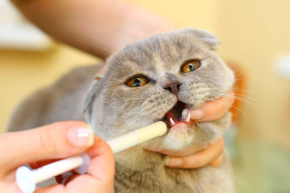 Простые способы давать котам таблетки, даже если они их выплевывают