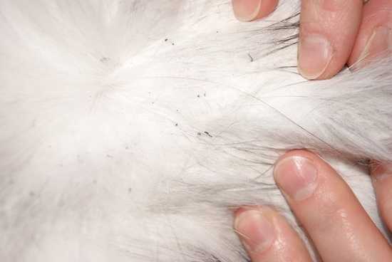 Как и чем вывести блох у кошки: лучшее средство (шампунь, капли, спрей, ошейники, таблетки)