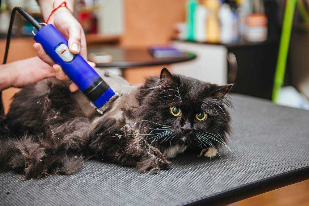 Как подстричь кошку в домашних условиях - советы