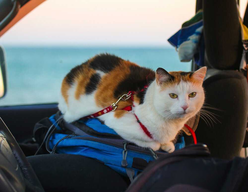 Советы по путешествию с кошкой в машине