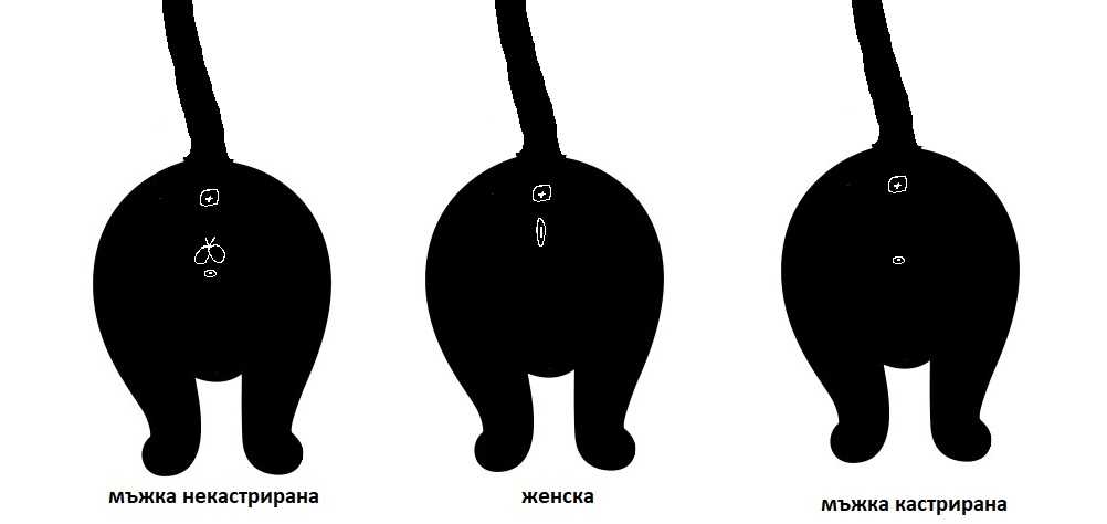 Как определить пол кошки: 7 шагов (с иллюстрациями)