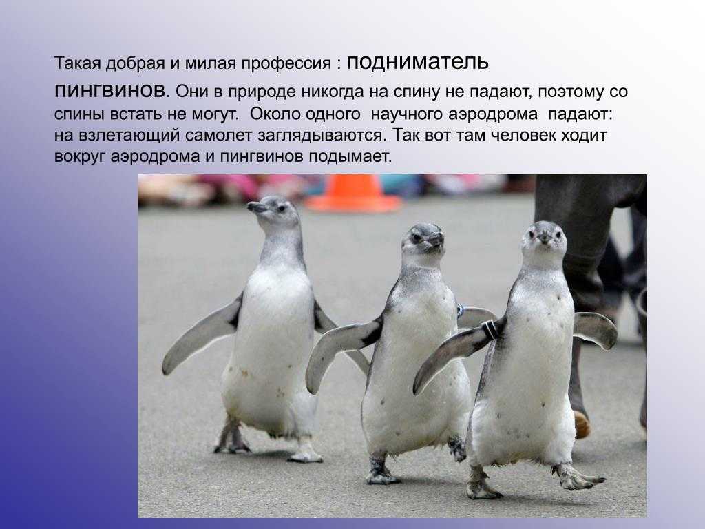 Поднимать пингвинов в антарктиде вакансии. ПОДНИМАТЕЛЬ пингвинов профессия. Переворачиватель пингвинов профессия. Поднимать пингвинов. Пингвин падает.