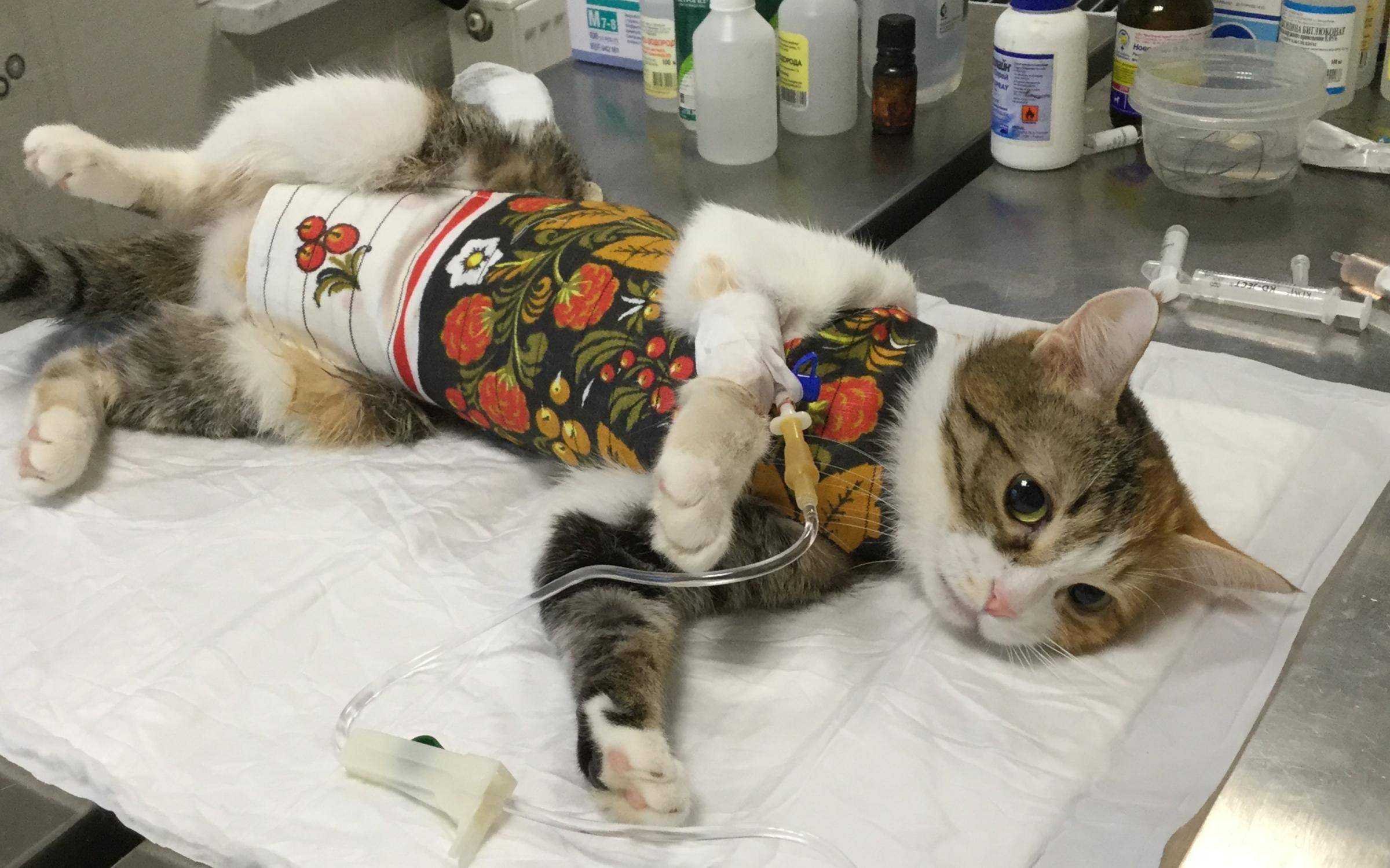 Стерилизация кошек: подготовка к процедуре и послеоперационный уход | ваши питомцы