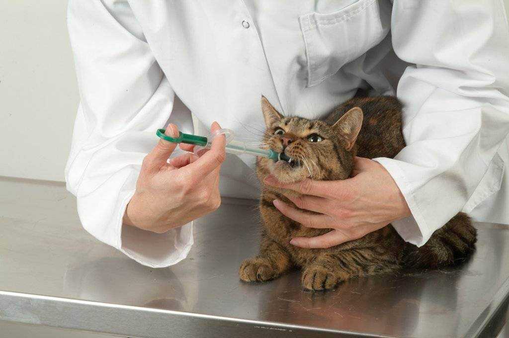 Как дать коту лекарство: таблетки, порошок, капсулу