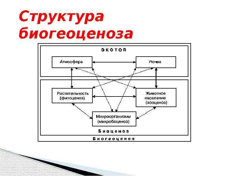 Экосистемы компоненты экосистем презентация. Схема биогеоценоза функции. Структура биогеоценоза схема. Состав экосистемы схема. Биогеоценоз схема пример.