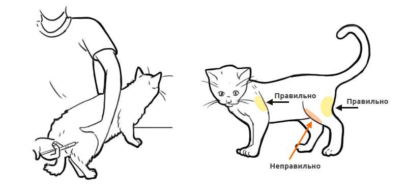 Как сделать укол кошке: в холку или внутримышечно самостоятельно