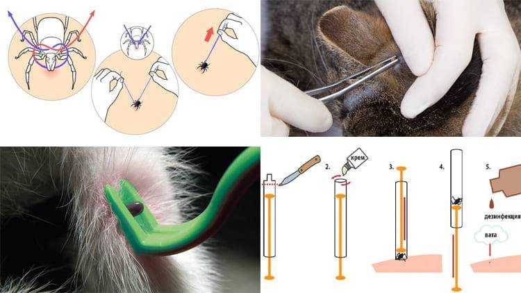 Как вытащить клеща у кошки в домашних условиях: пинцетом, ниткой