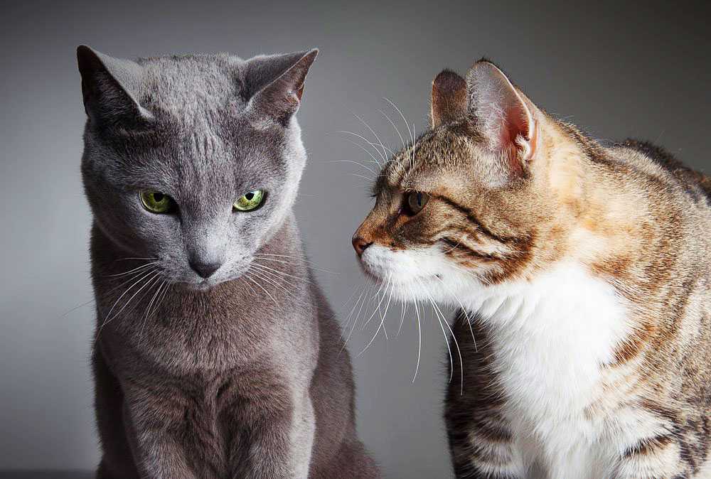Как подружить в одной квартире кота и кошку: полезные советы
