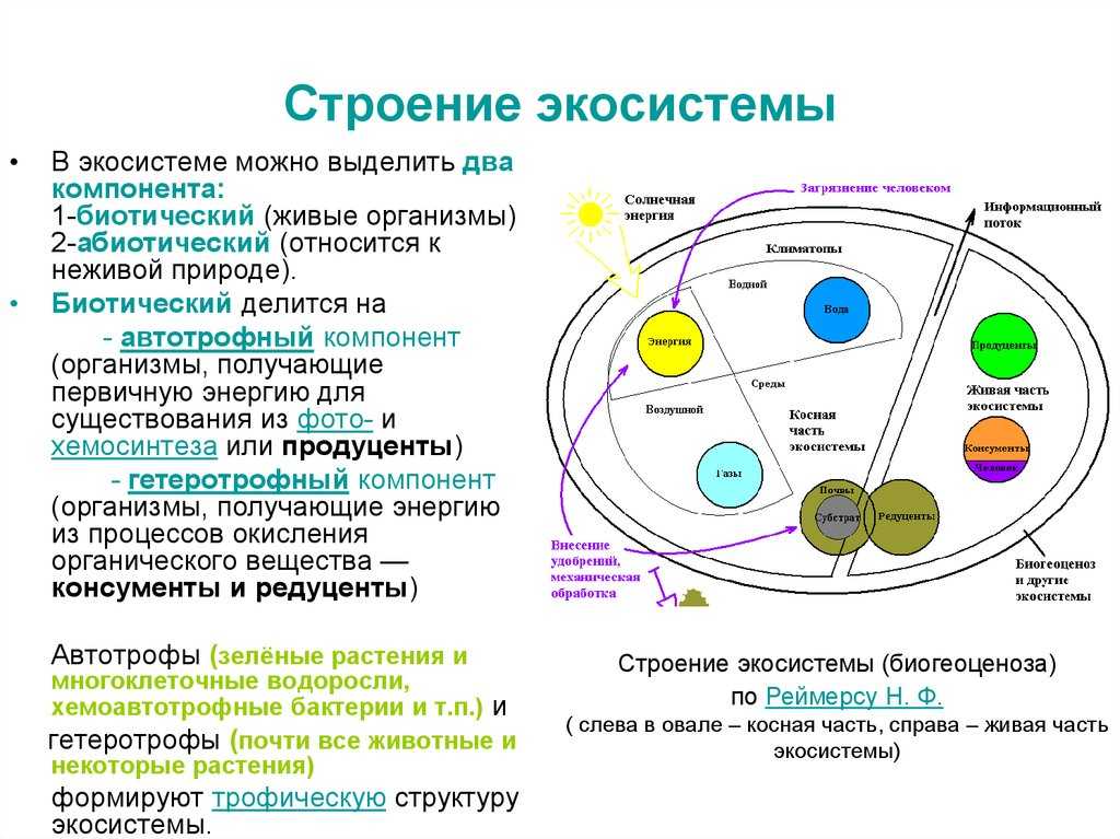 Схема развития биогеоценоза