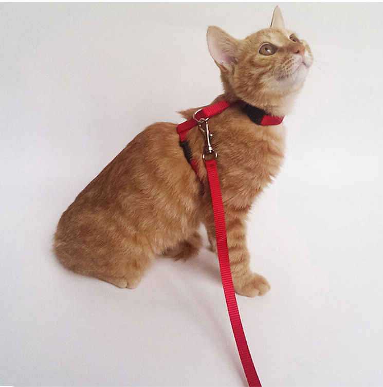 Как одеть на кошку шлейку: пошаговая инструкция, особенности