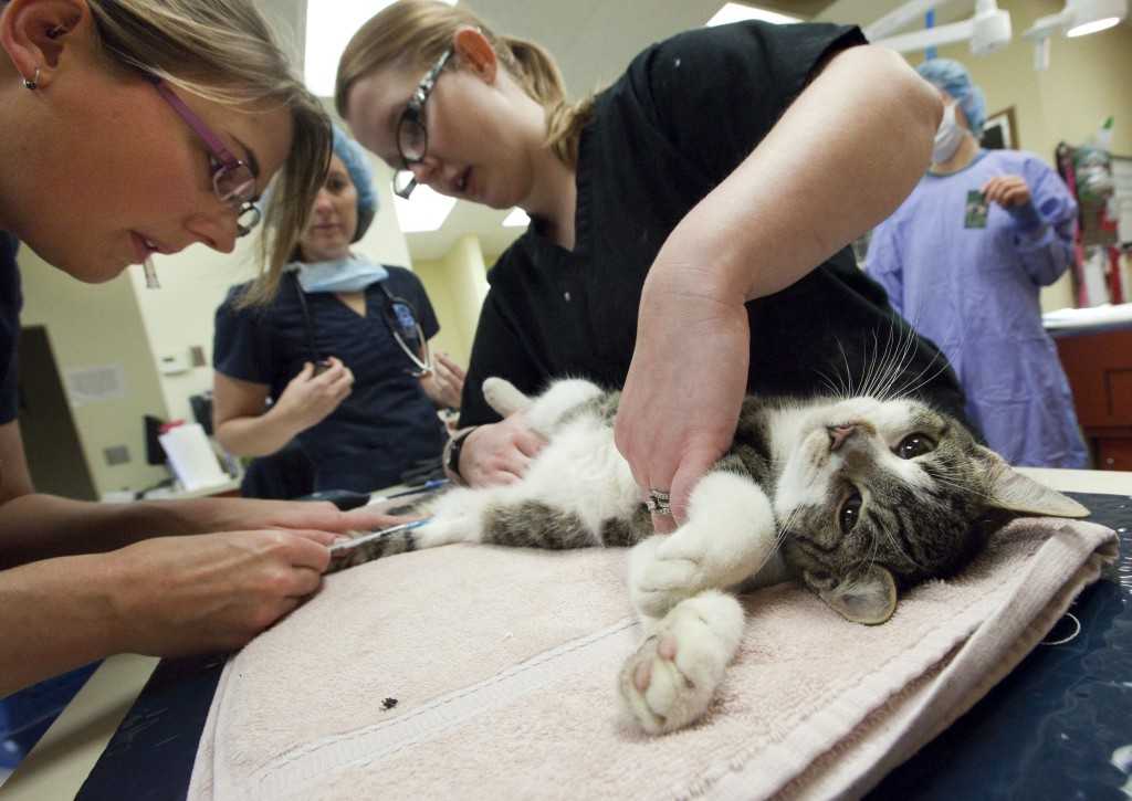 В статье рассказывается, как усыпить кошку с помощью медикаментов Такая процедура проводится только ветеринарными врачами, а статья поможет владельцам лучше понимать, как проходит усыпление, и легче переносить этот период
