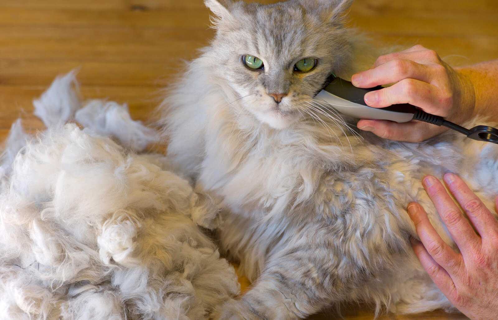 Стрижка кошек - для чего нужна животным, гигиенический и модельный груминг, стоимость в салонах