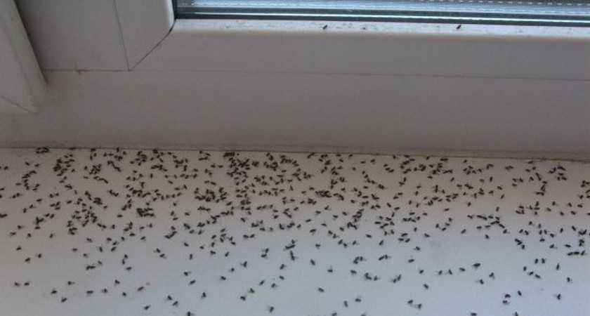 Как избавится от мух в доме — есть ли панацея?